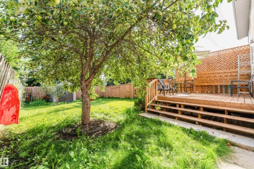 Expansive backyard featuring a mature tree, a wooden deck, and a lattice privacy screen - 4609 38A Avenue Nw, Edmonton, AB - Outdoor With Deck Patio Veranda