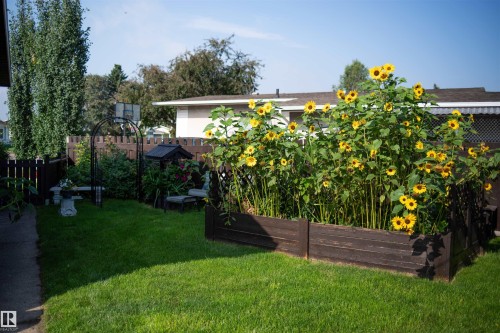 Manicured lawn with a raised garden bed, dark wood fencing, and an arched garden trellis - 11119 31St Nw Nw, Edmonton, AB - Outdoor