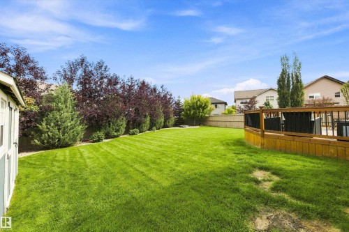 Expansive lawn with mature trees and shrubbery, featuring a wood deck with black railing and a detached shed - 3922 Agar Court Sw, Edmonton, AB - Outdoor With Backyard