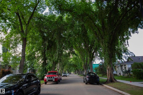 Street lined with mature trees creating a natural canopy - 11131 52 Street Nw, Edmonton, AB - Outdoor