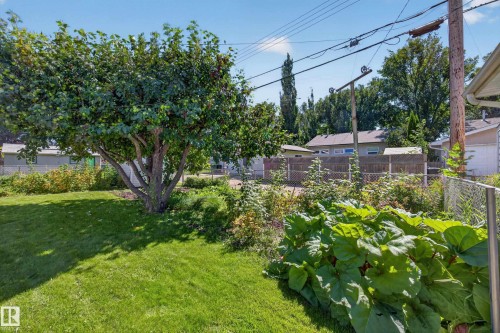 Expansive backyard featuring a mature shade tree, chain-link fencing, and a garden area with broad-leaf plants - 5207 48 Avenue, Leduc, AB - Outdoor