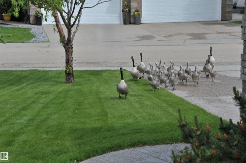 Image quality insufficient for description - 6604 Sandin Cove Nw, Edmonton, AB - Outdoor
