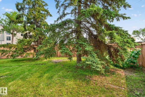 Expansive green lawn area featuring mature evergreen trees and wood privacy fencing - 10644 158 Avenue Nw, Edmonton, AB - Outdoor