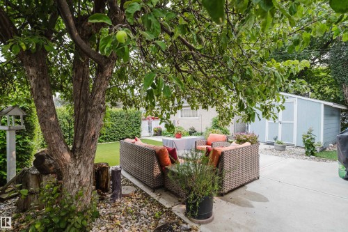 Rear yard featuring a concrete patio, mature shade tree, and a light blue storage shed - 14814 104 Avenue Nw, Edmonton, AB - Outdoor