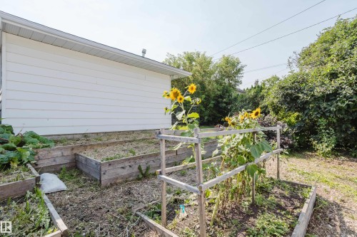 Raised garden beds with timber borders, expansive green foliage, and white siding - 4708 106 Avenue Nw, Edmonton, AB 