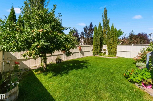 Fenced backyard featuring a manicured lawn, established fruit tree, evergreen trees, and a decorative garden bed - 522 Klarvatten Lake Wynd Nw, Edmonton, AB 