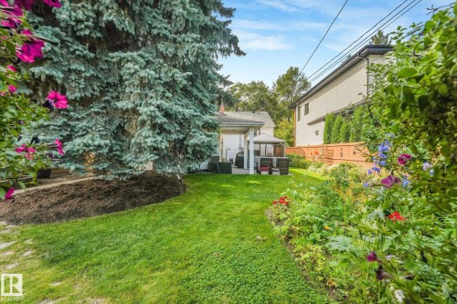 Expansive green lawn with mature evergreen trees, a covered patio area, and a wood privacy fence - 10531 137 Street Nw, Edmonton, AB 
