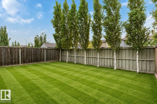 Expansive backyard featuring a manicured lawn, a full-height wooden fence, and a row of mature birch trees - 79 Catalina Crest, Fort Saskatchewan, AB - Outdoor With Backyard