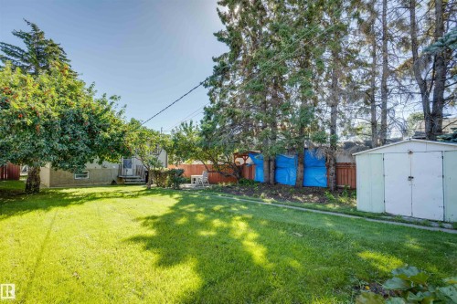 Expansive lawn area with mature trees, a detached storage shed, and wood fencing - 10916 151 Street Nw, Edmonton, AB 