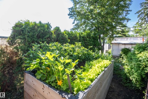 Raised wooden garden bed with established plantings - 11007 108 Avenue, Westlock, AB 