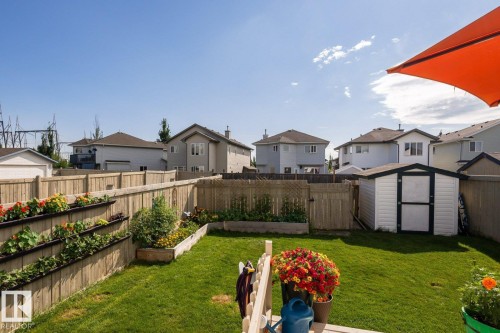 Manicured lawn with a wooden privacy fence - 203 84 Street Sw, Edmonton, AB - Outdoor With Backyard
