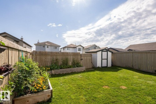 Fenced backyard featuring a manicured lawn, two raised garden beds with established plantings, and a white storage shed with a dark trim - 203 84 Street Sw, Edmonton, AB - Outdoor