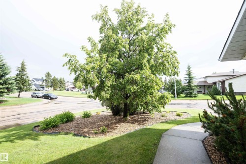 Landscaped front yard with a mature deciduous tree, evergreen shrubs, and a curved concrete pathway - 5502 60 Avenue, Barrhead, AB - Outdoor