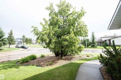 Landscaped front yard with a mature deciduous tree, evergreen shrubs, and a curved concrete pathway - 