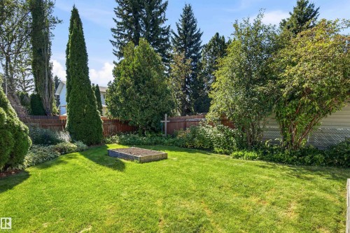 Expansive lawn area with mature trees, established shrubbery, a wood-framed garden bed, and a wooden privacy fence - 14307 50 Avenue Nw, Edmonton, AB 
