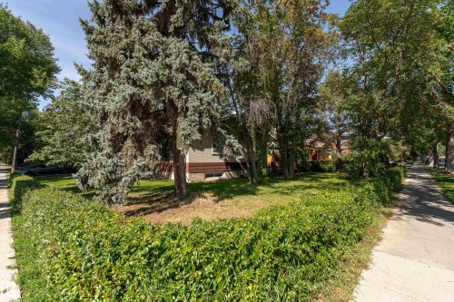 Expansive property featuring mature trees and established perimeter hedging - 14906 76 Avenue Nw, Edmonton, AB 