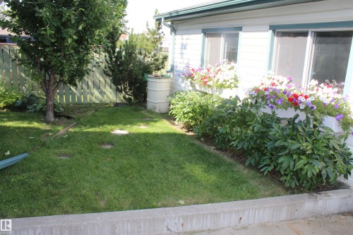 Manicured lawn area with a mature tree - 15031 135 Street Nw, Edmonton, AB 