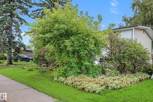 Established landscaping featuring mature trees and diverse shrubs - 11431 51 Avenue Nw, Edmonton, AB 