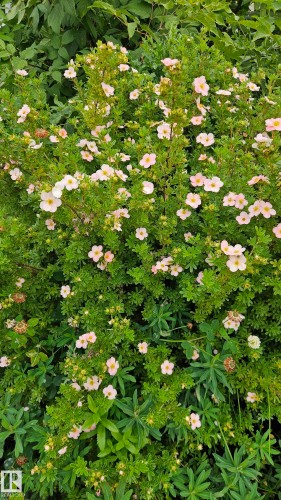 The garden is full of flowers and trees and a patch ready for vegetables. - 13439 114 Street Nw, Edmonton, AB 