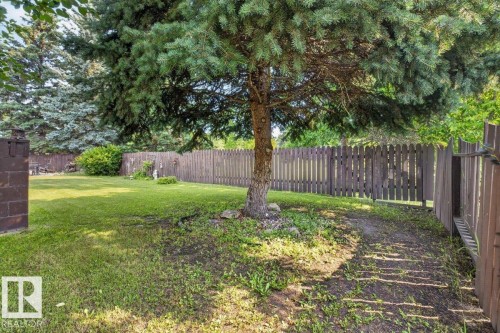 Expansive exterior space featuring a large evergreen tree, extensive lawn, and wood picket fencing - 4027 74 Street Nw, Edmonton, AB - Outdoor