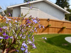 Manicured lawn with a curved concrete patio, surrounded by a wooden privacy fence - 