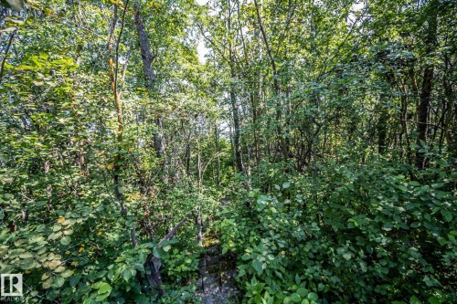 Dense wooded area with mature trees and varied undergrowth - 811 59209 Range Rd 95A, Rural St. Paul County, AB - Outdoor
