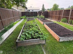 Backyard garden featuring multiple raised planter beds, a manicured lawn, and a perimeter privacy fence - 