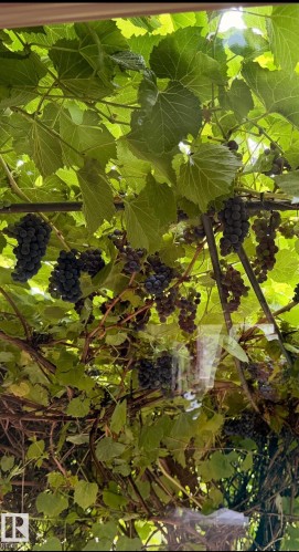 Grapes growing on the vine - 17915 99A Avenue Nw, Edmonton, AB 