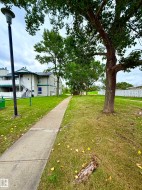 Paved walkway bordered by mature trees and grass - 