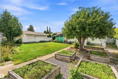 Expansive backyard featuring a manicured lawn, established tree, and multiple raised garden beds - 9311 68 Street Nw, Edmonton, AB 