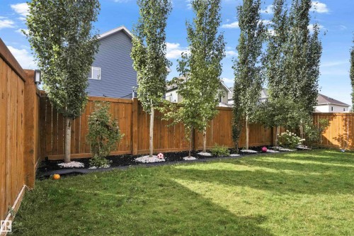 Spacious green lawn with a wood plank privacy fence and mature trees - 8515 19 Avenue Sw, Edmonton, AB 