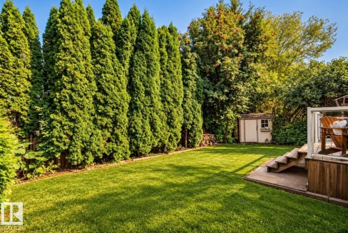 Expansive lawn bordered by mature evergreens - 11 Brunswick Crescent, St. Albert, AB 