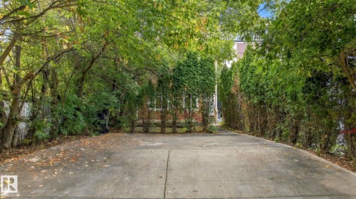 Paved driveway framed by mature trees and evergreen privacy hedges - 10143 123 Street Nw, Edmonton, AB 