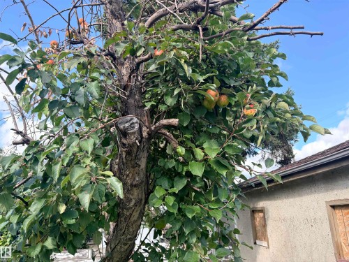 Mature fruit-bearing tree with green foliage, featuring a visible trunk and branches - 13219 107 Street Nw, Edmonton, AB 