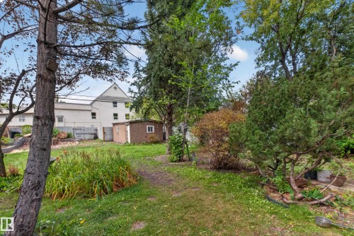 Expansive green lawn with mature trees and established shrubbery, featuring a detached shed - 11308 123 Street Nw, Edmonton, AB 