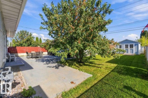 Expansive backyard featuring a concrete patio, mature shade tree, and a light blue shed with white trim - 13427 83 Street Nw, Edmonton, AB 