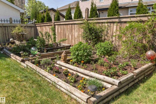 Manicured backyard garden featuring multiple raised garden beds constructed from timber logs, a lush green lawn, and a tall wooden privacy fence - 703 107A Street Sw, Edmonton, AB 