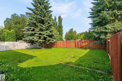 Expansive backyard featuring a manicured lawn, mature evergreen tree, and wood privacy fencing - 3722 34A Avenue Nw, Edmonton, AB 