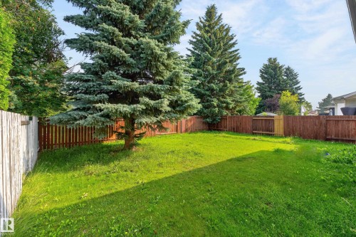 Expansive lawn area framed by mature evergreen trees and a wood fence - 3722 34A Avenue Nw, Edmonton, AB 
