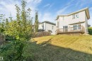 Expansive backyard featuring a mature fruit-bearing tree, sloped lawn, and wooden privacy fencing - 136 55 Street Sw, Edmonton, AB 