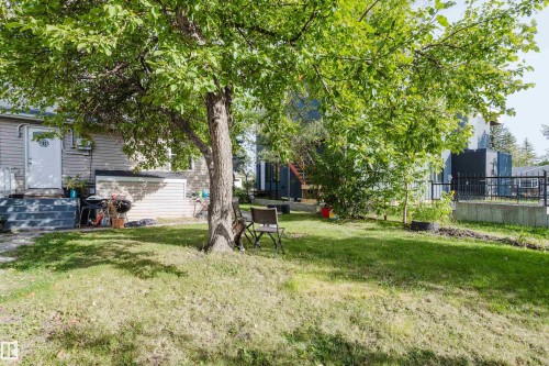 Expansive grassy yard with a mature tree providing shade, a concrete retaining wall, and black metal fencing - 11134 11138 116 Street Nw, Edmonton, AB 