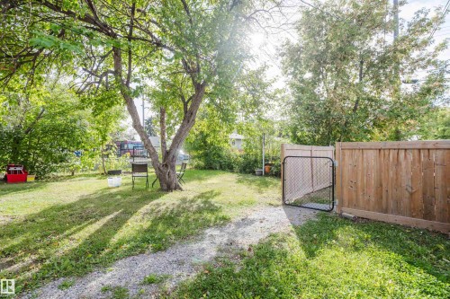 Expansive yard with mature tree, natural grass, wood fencing, and a chain-link gate - 11134 11138 116 Street Nw, Edmonton, AB 