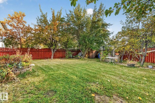 Expansive grassy yard with mature trees, a red wooden privacy fence, and a built-in outdoor structure - 11 Howson Crescent Nw, Edmonton, AB 