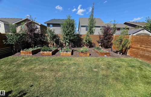 Expansive lawn area with a perimeter wood fence, multiple raised garden beds, and various planted trees - 40 Jamison Crescent, St. Albert, AB 