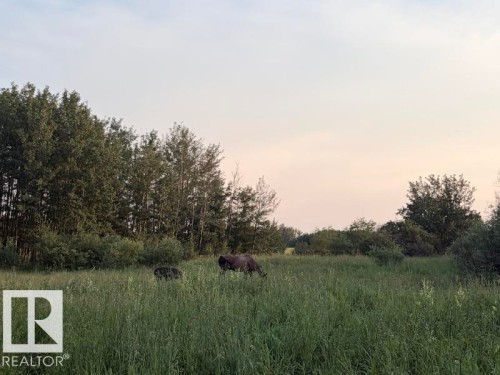 Expansive green field featuring varied foliage and mature trees - 51064 Rge Rd 222, Rural Strathcona County, AB 