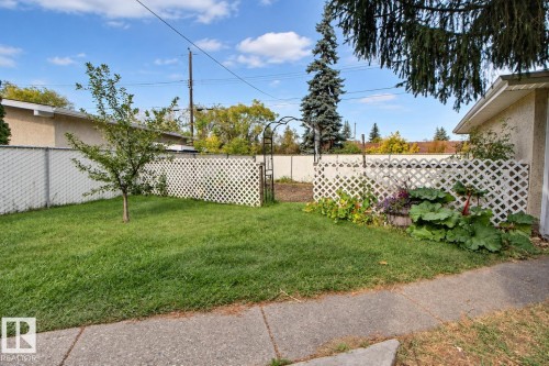 Grassed yard space with a young tree, concrete pathway, and lattice fencing - 4420 117A Street Nw, Edmonton, AB 