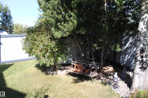 Grassed yard area featuring mature trees and a privacy fence - 3815 41 Street Nw, Edmonton, AB 