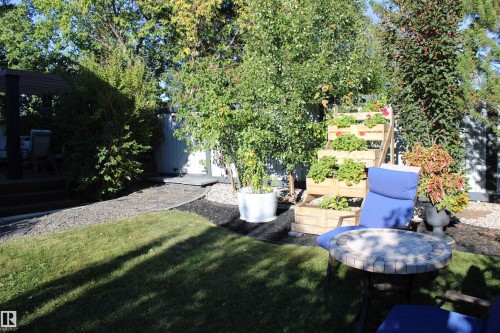 Expansive backyard featuring a green lawn, gravel pathway, mature trees, and a wooden deck - 3815 41 Street Nw, Edmonton, AB 