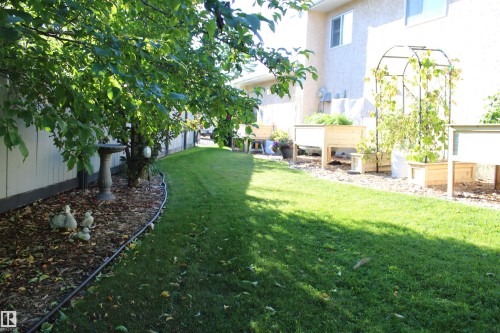 Expansive green lawn with mature trees and a privacy fence - 3815 41 Street Nw, Edmonton, AB 