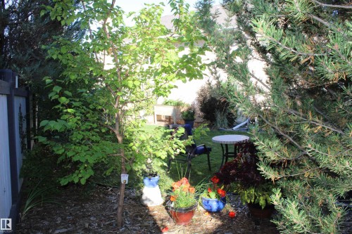 Gorgeous yard - 3815 41 Street Nw, Edmonton, AB 